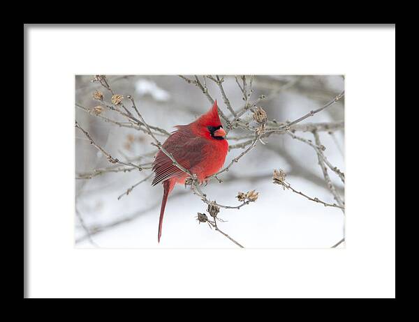 Eastern Cardinal. Cardinal Framed Print featuring the photograph Bright Splash of Red on a Snowy Day by Skip Tribby