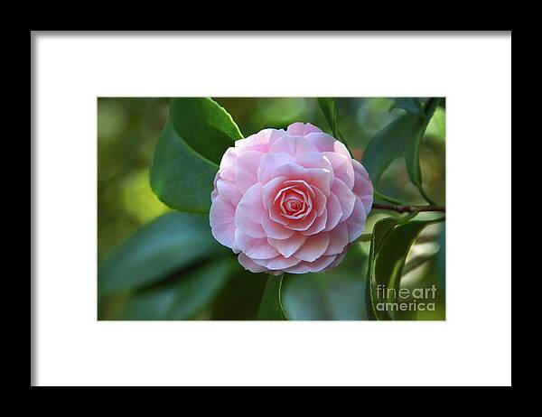 Flower Framed Print featuring the photograph Bright Spot by Dan Holm
