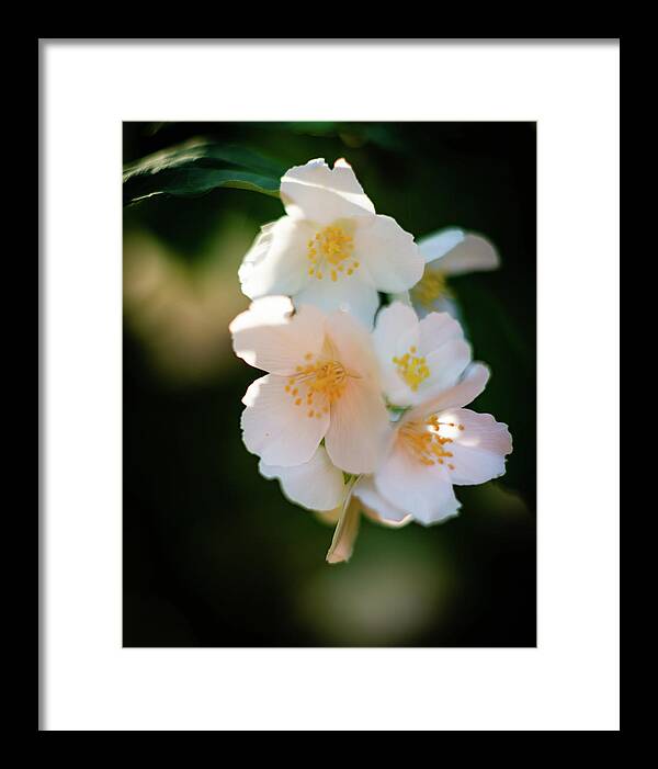 Mock Orange Framed Print featuring the photograph Bright White Blossoms by Pamela Taylor