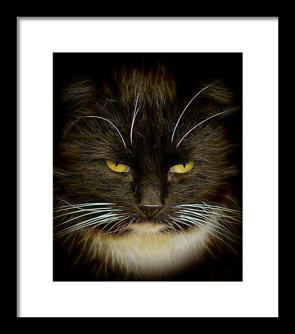 #house#world#cat#brilliant#concept#abstract#art#digital#hunter#colours#yard#fine#light#portrait#fine# Framed Print featuring the photograph Brilliant Cat... by Aleksandrs Drozdovs