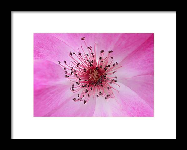 Rose Framed Print featuring the photograph Brilliant Centre by Richard Andrews