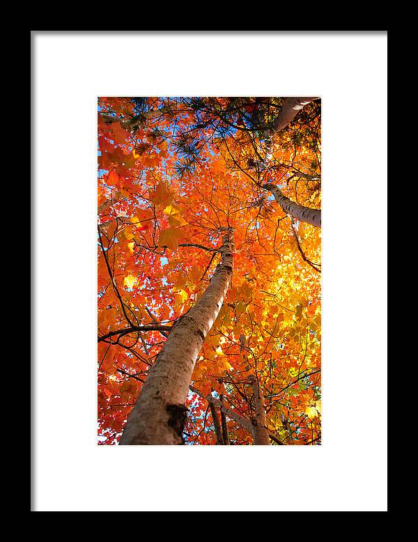 Maine Framed Print featuring the photograph Brilliant Tree in Arcadia by Roberta Kayne