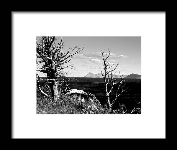 Bristle Cone Pines Framed Print featuring the photograph Bristle Cone Pines with Divide Mountain in Black and White by Tracey Vivar