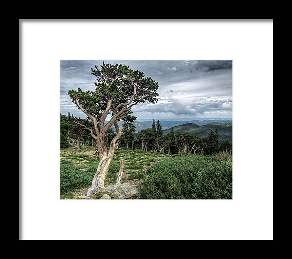Fine Art Photography Framed Print featuring the photograph Bristlecone Pine 2 by John Strong