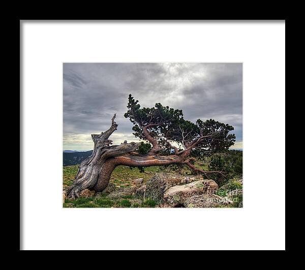 Fine Art Photography Framed Print featuring the photograph Bristlecone Pine by John Strong
