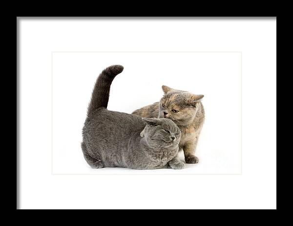 Adult Framed Print featuring the photograph British Shorthair Cats by Gerard Lacz