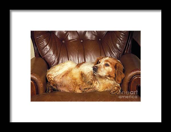 Adult Framed Print featuring the photograph Brittany Spaniel by Gerard Lacz