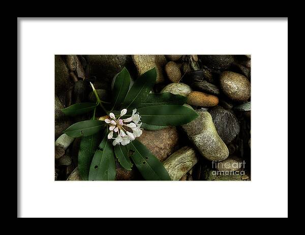 Rhododendron Framed Print featuring the photograph Broken by Mike Eingle