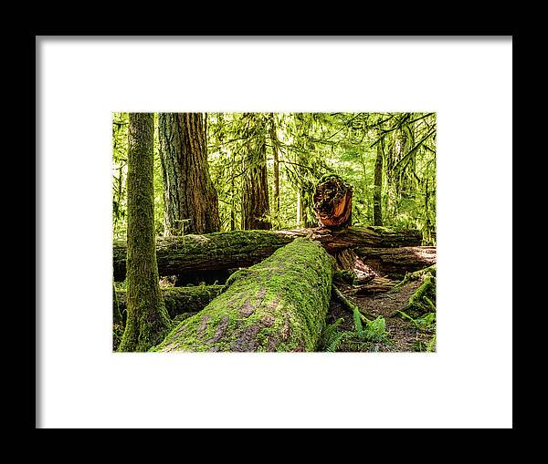 Landscapes Framed Print featuring the photograph Broken Tree by Claude Dalley