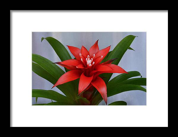 Bromeliad Framed Print featuring the photograph Bromeliad by Terence Davis