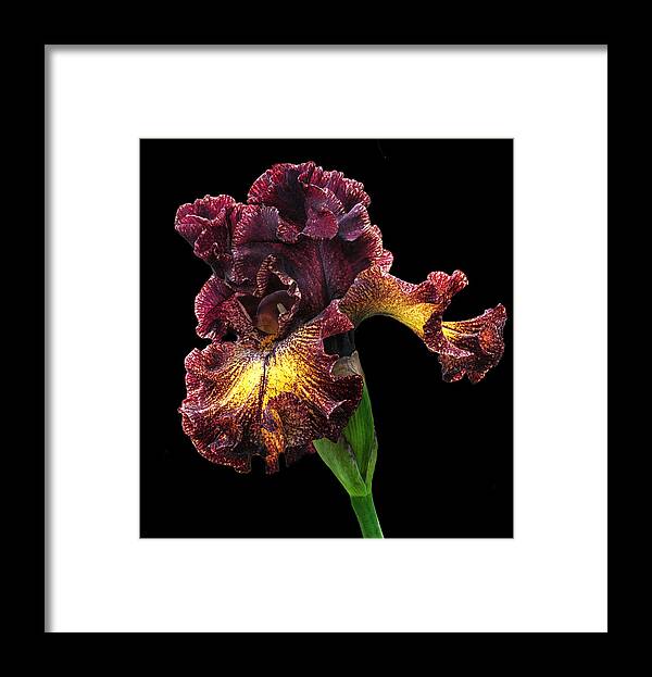 Iris Framed Print featuring the photograph Bronze Beauty by Dave Mills