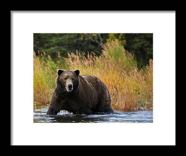 Sam Amato Framed Print featuring the photograph Brooks Brown Bear by Sam Amato