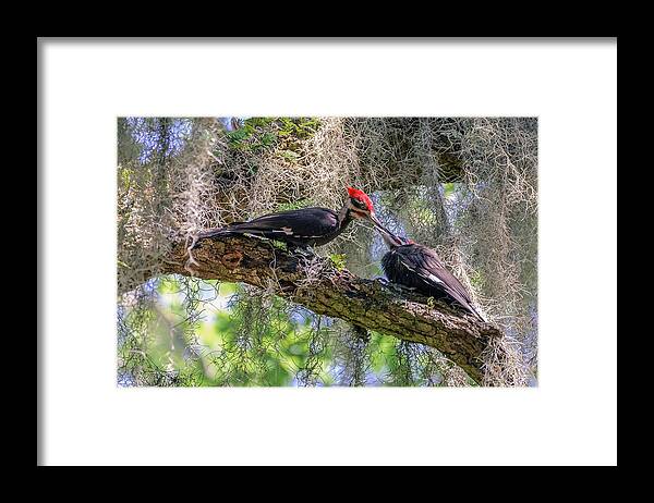 Quercus Framed Print featuring the photograph Brotherly Love by Traveler's Pics