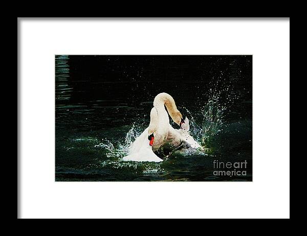 Swans Framed Print featuring the photograph Brothers' Quarrel by Daniele Smith