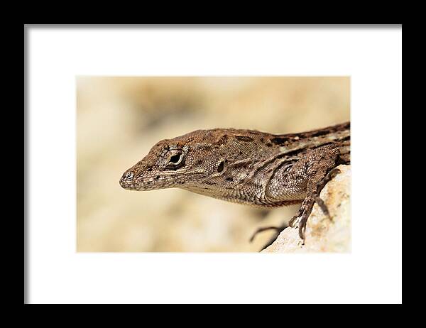 Brown Anole Framed Print featuring the photograph Brown Anole by Doris Potter