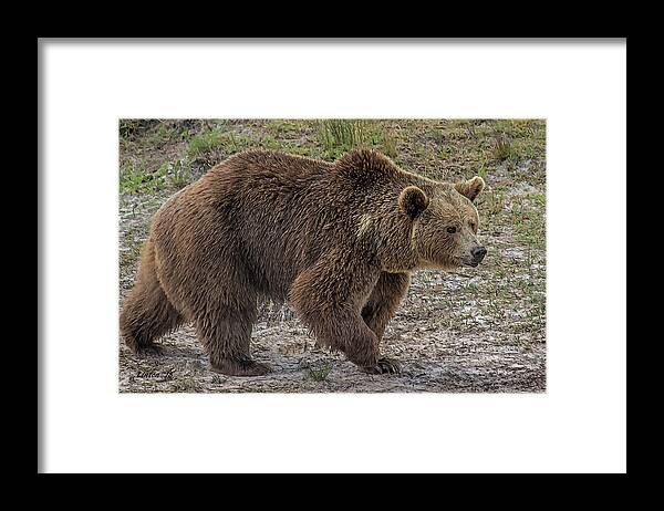 Brown Bear Framed Print featuring the digital art Brown Bear 6 by Larry Linton