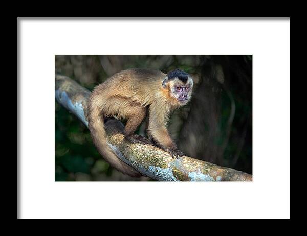 Photography Framed Print featuring the photograph Brown Capuchin Monkey Cebus Apella by Panoramic Images