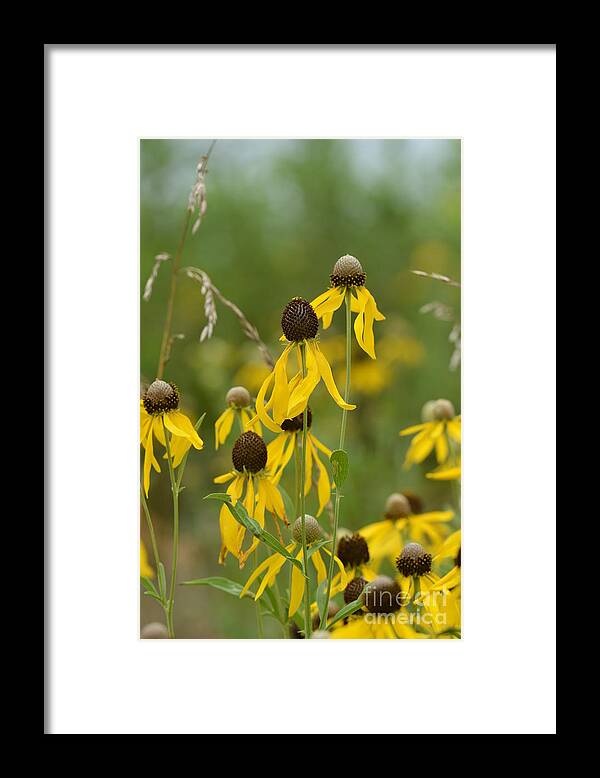 Brown-eyed Susan Framed Print featuring the photograph Brown-Eyed Susan by Maria Urso