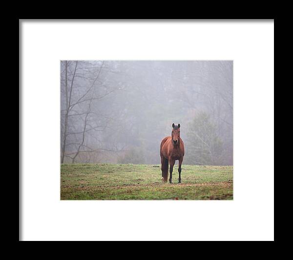 Brown Framed Print featuring the photograph Brown horse in Virginia Fog by Jack Nevitt