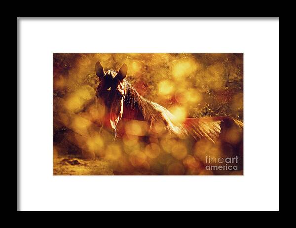 Horse Framed Print featuring the photograph Brown Horse Portrait In Summer Day by Dimitar Hristov