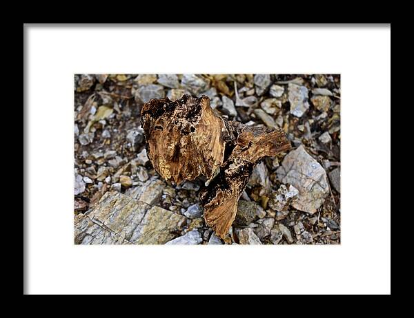 Brown Framed Print featuring the photograph Curiosity 1 by Melisa Elliott