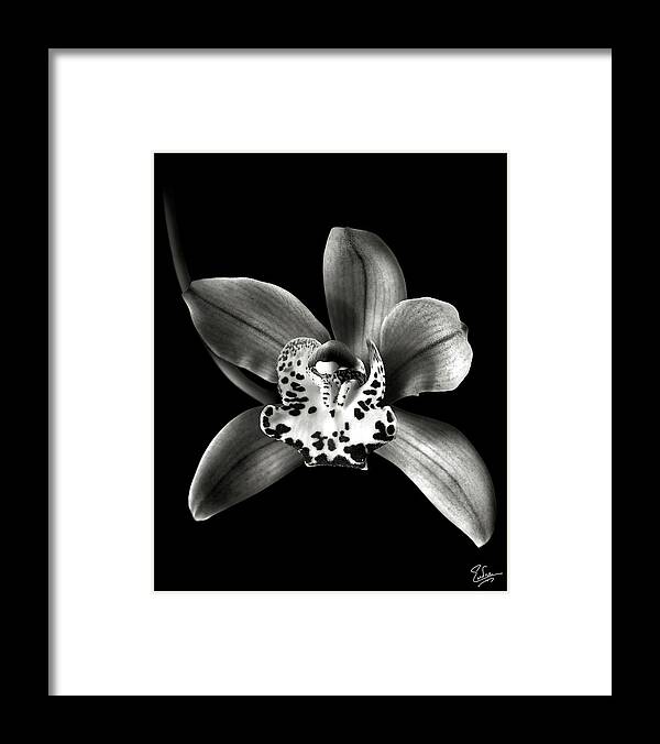 Flower Framed Print featuring the photograph Brown Orchid in Black and White by Endre Balogh