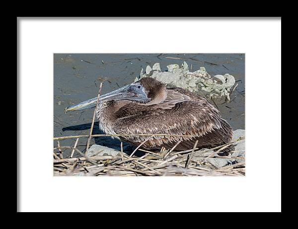 Pelican Framed Print featuring the photograph Brown Pelican 3 March 2018 by D K Wall