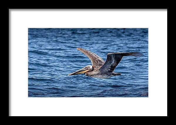 Brown Pelican Framed Print featuring the photograph Brown Pelican 5 by Endre Balogh