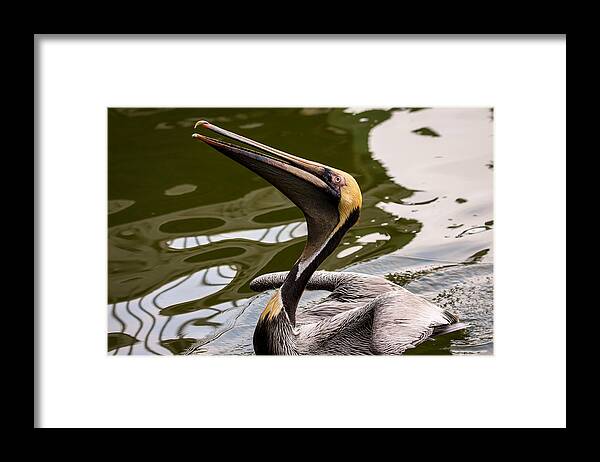Brown Pelican Framed Print featuring the photograph Brown Pelican Begging for Fish - Series 3 of 5 by Debra Martz