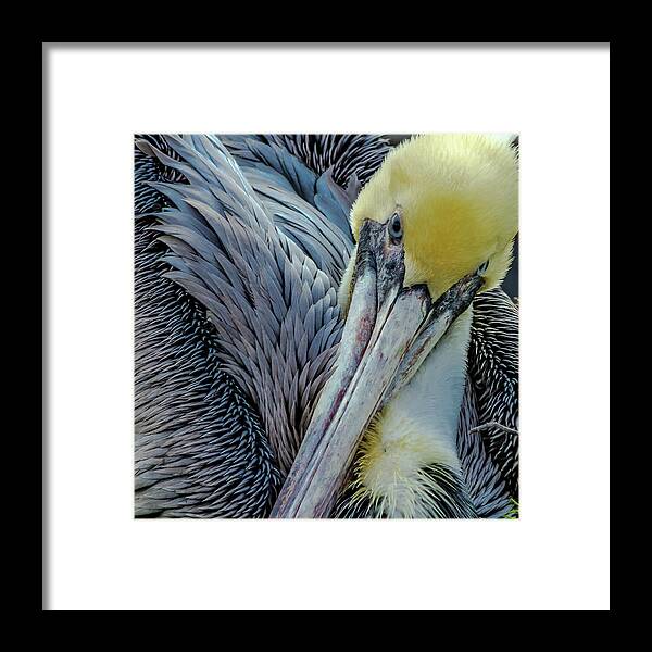 Beak Framed Print featuring the photograph Brown Pelican by Bill Gallagher