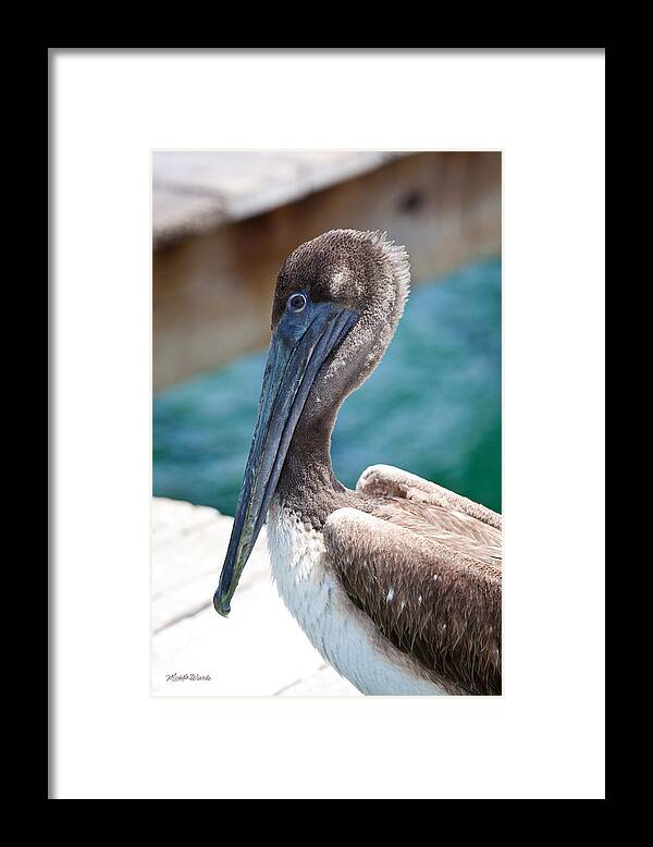 Brown Pelican Framed Print featuring the photograph Brown Pelican Friend by Michelle Constantine