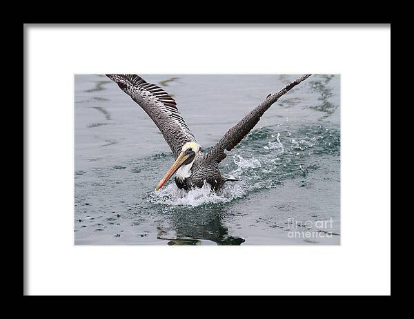 Animal Framed Print featuring the photograph Brown Pelican Landing On Water . 7D8372 by Wingsdomain Art and Photography