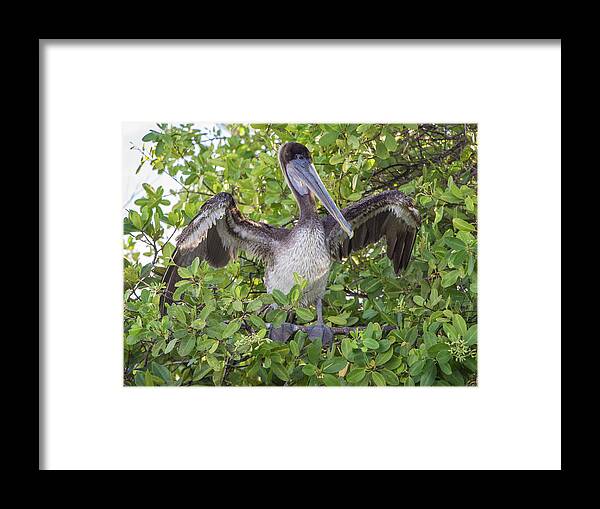 Birds Framed Print featuring the photograph Brown Pelican, Santa Cruz, Galapagos by Venetia Featherstone-Witty