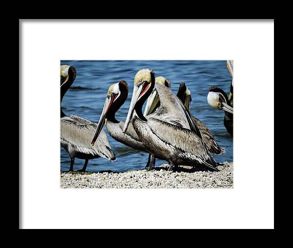 Brown Pelicans Framed Print featuring the photograph Brown Pelicans preening by Gaelyn Olmsted