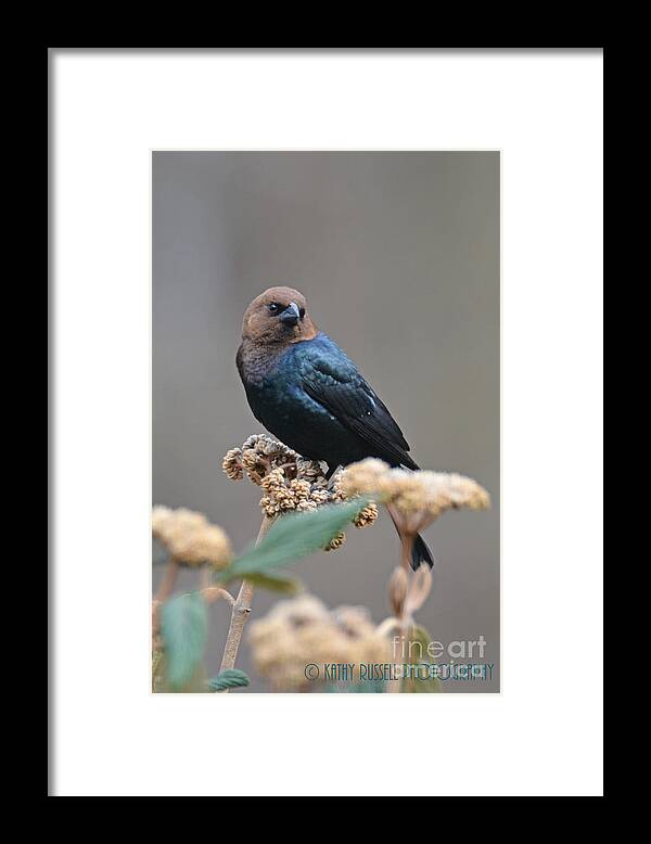 Bird Framed Print featuring the photograph Brownheaded Cow Bird by Kathy Russell