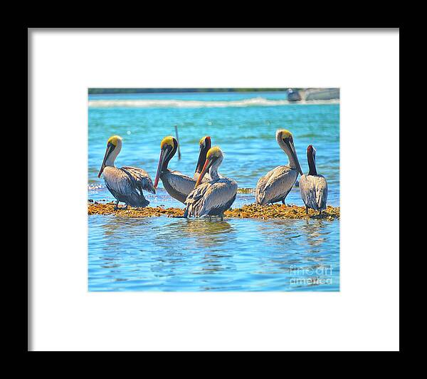 Englwood Florida Framed Print featuring the photograph Brunch by Alison Belsan Horton