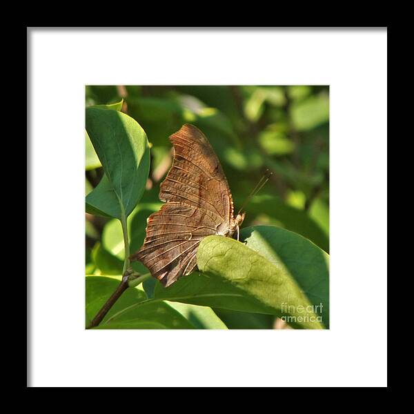 Butterfly Framed Print featuring the photograph Brush Footed Question Mark Butterfly      July       Indiana by Rory Cubel