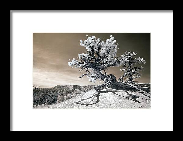Bryce Framed Print featuring the photograph Bryce Canyon Tree Sculpture by Mike Irwin