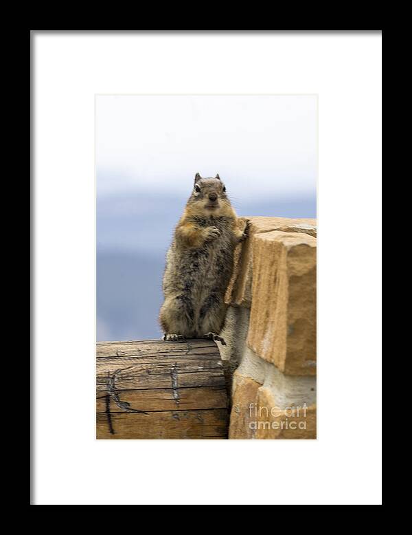 Squirrel Framed Print featuring the photograph Bryce Squirrel by Louise Magno