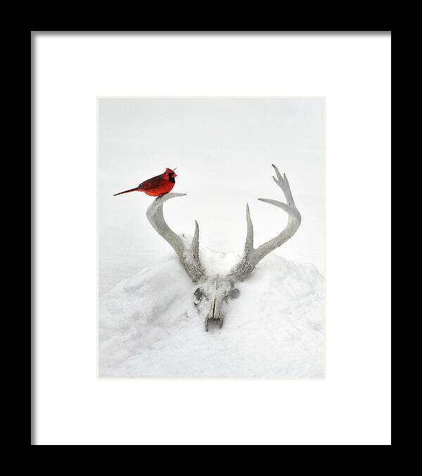 Nature Framed Print featuring the photograph Buck And Cardinal by Garrett Sheehan