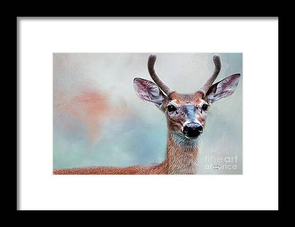 Deer Framed Print featuring the photograph Buck Deer Portrait by DB Hayes