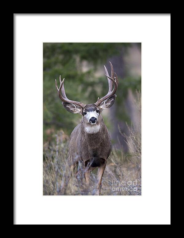 Deer Framed Print featuring the photograph Buck by Douglas Kikendall