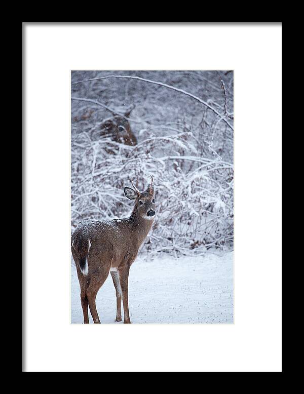 Buck In The Snow Framed Print featuring the photograph Buck In The Snow by Karol Livote