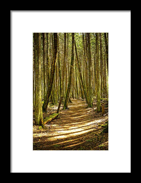 Trail Framed Print featuring the photograph Buck Lake Trail by Ronda Broatch