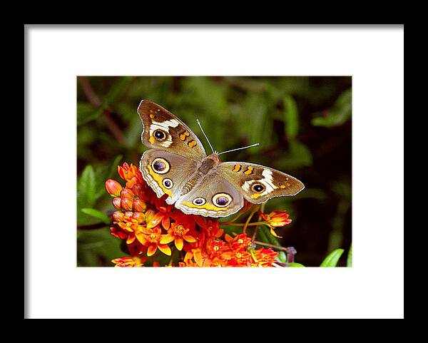 Buckeye Framed Print featuring the photograph Buckeye by Alan Lenk