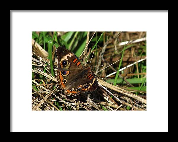 Butterfly Framed Print featuring the photograph Buckeye Butterfly by Deborah Johnson