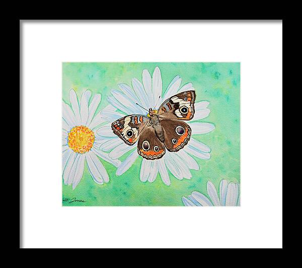 Butterfly Framed Print featuring the painting Buckeye on Oxeye by Sonja Jones