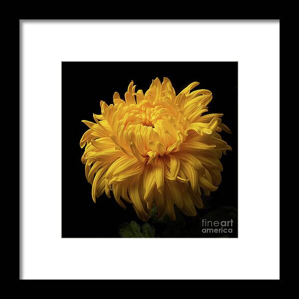 Flower Framed Print featuring the photograph Bud Opening-Chrysanthemum 'Allison Peace by Ann Jacobson
