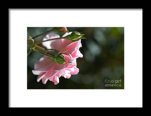 Mary Mackillop Rose Variety Framed Print featuring the photograph Bud With Parent Rose by Joy Watson