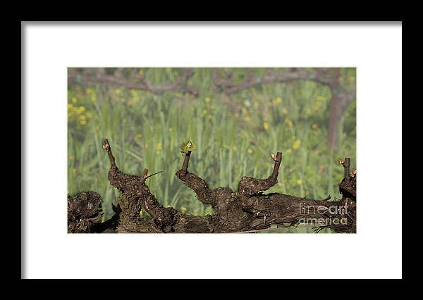 Wine Framed Print featuring the photograph Budbreak in Carneros by Carol Lynn Coronios